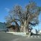 Nízia Floresta-RN, Árvore gigante de nome Baobá no centro da cidade