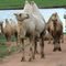 Camelos no Rio Grande do Sul