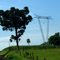 Araucária e torre de transmissão de energia - Santa Terezinha de Itaipu, PR, Brasil.