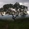 Imagem de uma árvore no ponto alto da Serra da Caiçara em Maravilha-AL