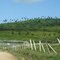 Aspecto de área de pastagem para gado na zona rural de São Miguel dos Campos - AL