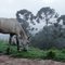 Um cavalo e no fundo pinheiros da araucária ao amanhecer com neblina - Campo do Jordão - São Paulo - Brasil