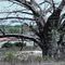 Baobá na região rural de Itaú com mais 120 anos