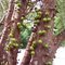 Jabuticabas verdes (Plinia trunciflora)