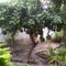 Árvore de Coité - Quebrangulo - Alagoas