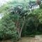 Esta árvore é o paraiso da bromélias - Horto Fruticola Santos Lima de Santa Maria Madalena/RJ.