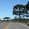 Araucárias na beira da estrada entre Barros Cassal e Santa Cruz do Sul/RS