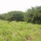 Projeto de Recuperação Ambiental da nascente do Rio Membeca(Campo Novo do Parecis).Eng.Florestal Josimar.9915-4130