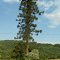 Gigante solitário (Araucaria angustifolia) e lavoura de milho, Jardinópolis, SC.